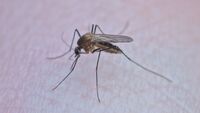 Як захиститися від комарів