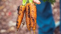 Буде дрібніша за редиску: що НЕ можна садити біля моркви?