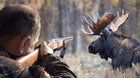 На Рівненщині браконьєр вбив лося: чітко бачив куди стріляє