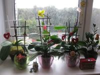 5 кімнатних рослин, які приваблюють у дім тарганів
