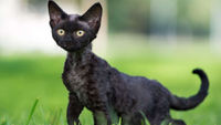 Спокійні та чарівні: Найпопулярніші породи кішок у 2024 році